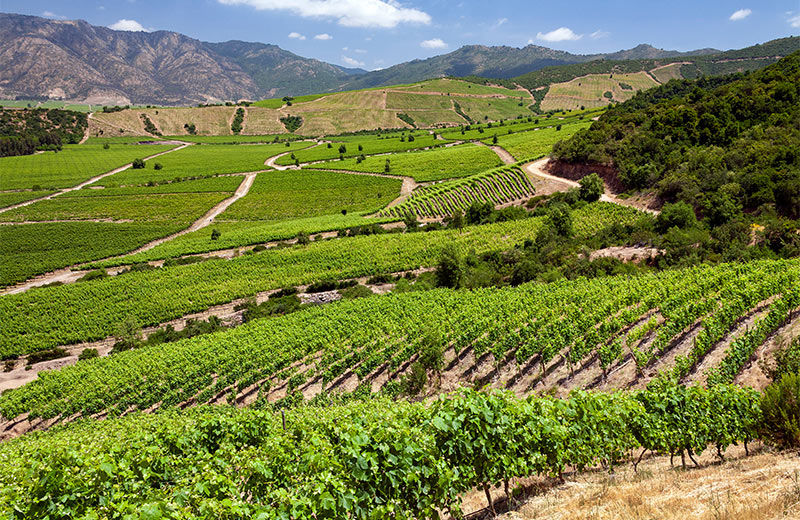 Vineyards producing Chilean wine near Santa Cruz in the Colchagua Valley in central Chile