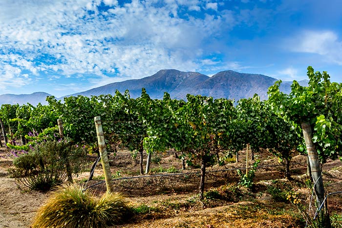 Paisagem vinícola com montanhas e céu azul nublado no Vale de Casablanca, Chile