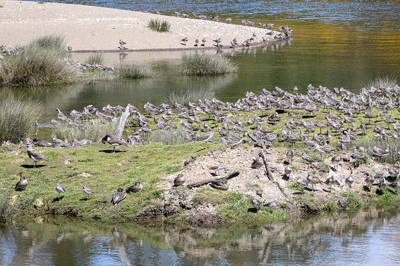 Photo of birds on small island